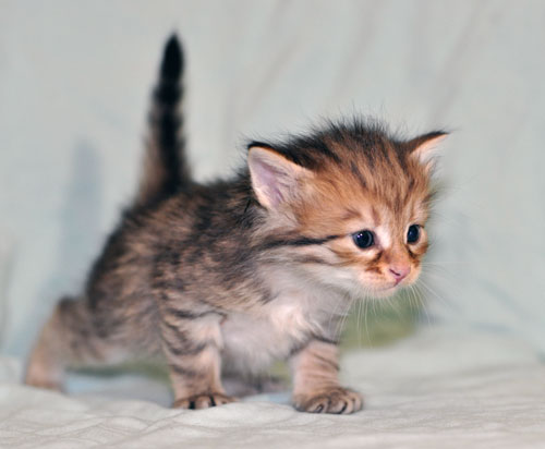 siberian kitten canada