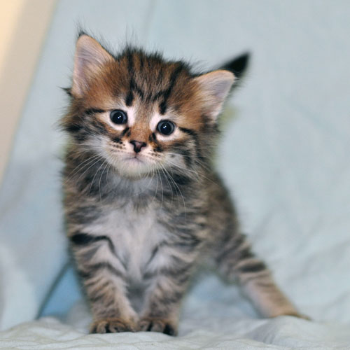 siberian kitten edmonton