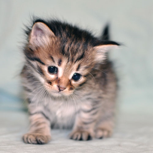 siberian kitten halifax