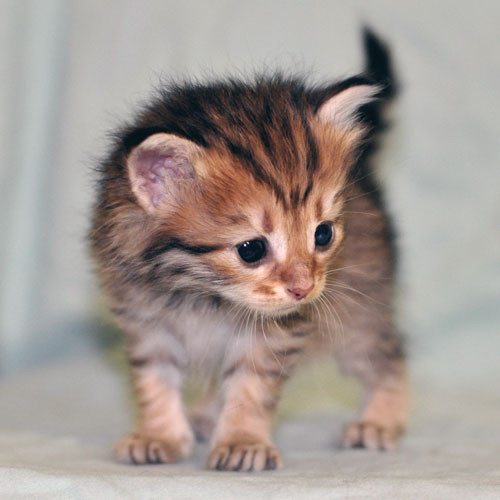 siberian kitten manitoba