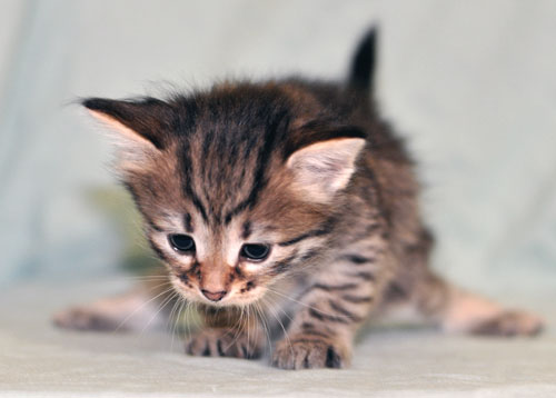 siberian kitten newfoundland