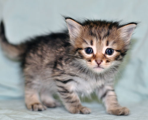 siberian kitten nova scotia