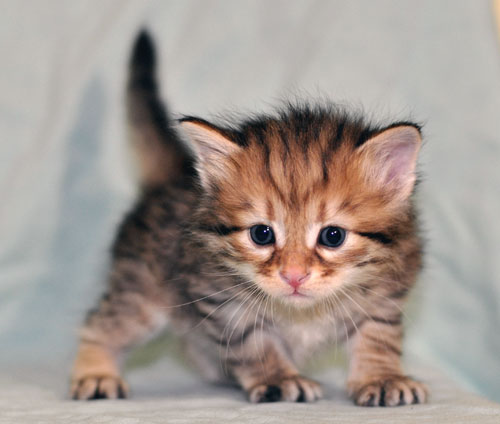 siberian kitten ontario