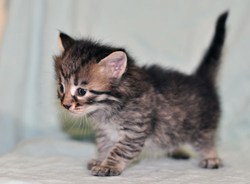 siberian kitten ottawa