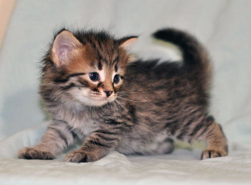siberian kitten regina