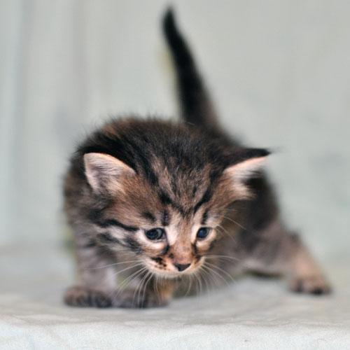 siberian kitten toronto