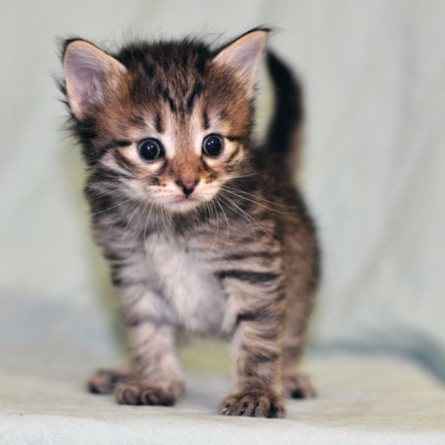 siberian kitten vancouver