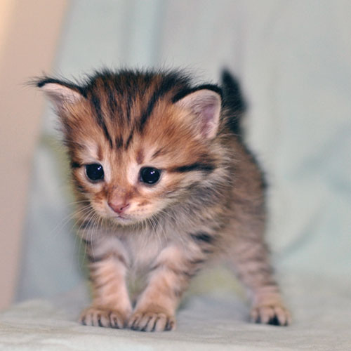 siberian kitten winnipeg
