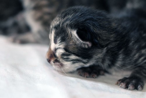 siberian kittens for sale halifax