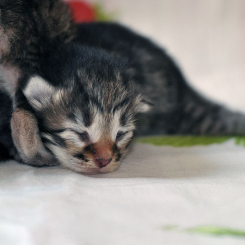 siberian kittens for sale ottawa