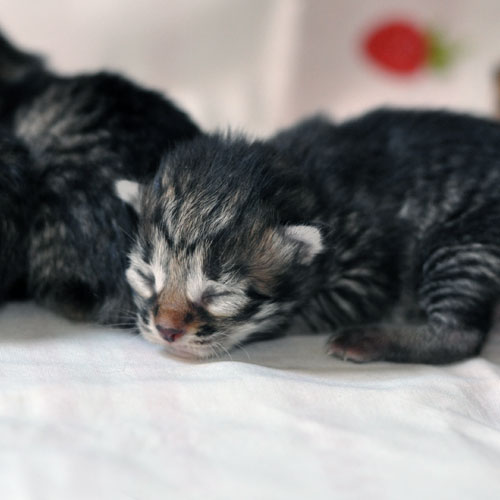 siberian kittens for sale toronto