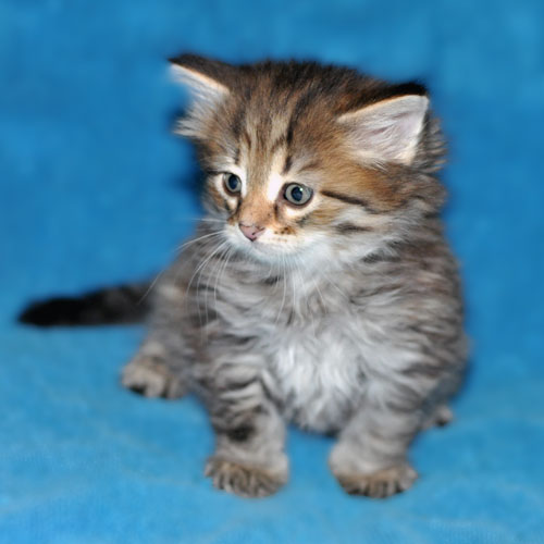 siberian kitten for sale montreal