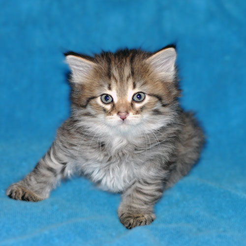 siberian kitten for sale ottawa