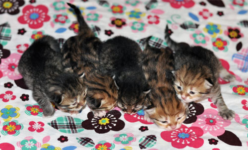 siberian kittens for sale montreal