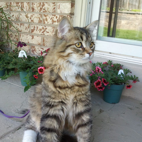 toronto siberian cat